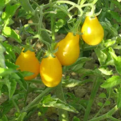 Tomate cerise poire jaune - Semailles Tomate cerise poire jaune - Semailles