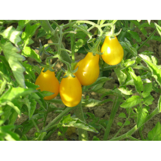 Tomate cerise Jaune Poire