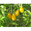 Tomate cerise Jaune Poire