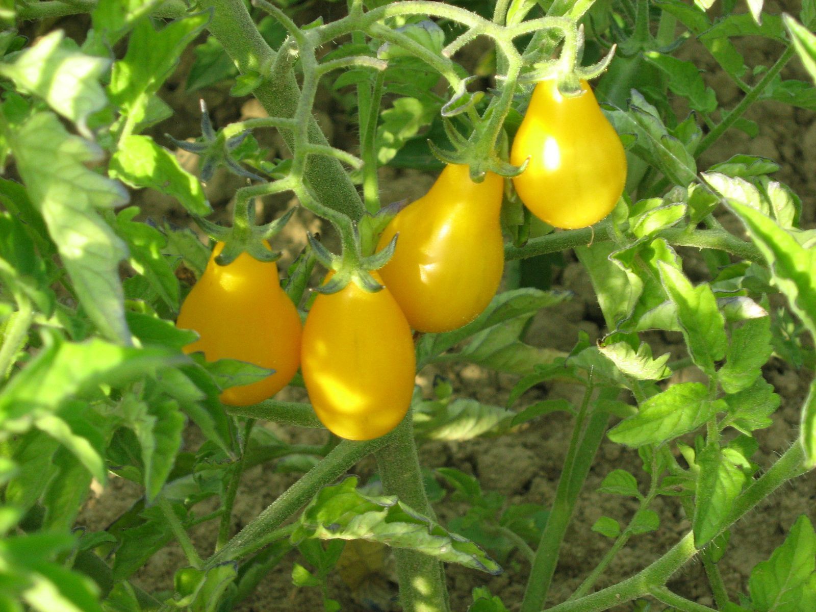 Les bienfaits de la tomate - Tomates et concombres de nos régions