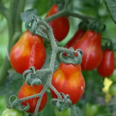 Tomate cerise rouge poire Tomate cerise rouge poire