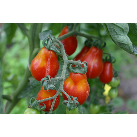 Sachet de graine de tomate 5 variétés certifié AB