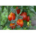 Tomate cerise Rouge Poire