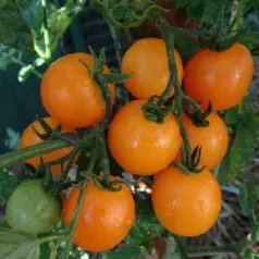 Tomate cerise Jaune Ronde Tomate cerise Jaune Ronde