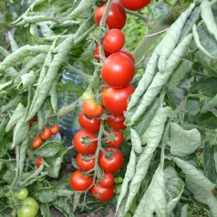 Tomate cerise Miel du Mexique Tomate cerise Miel du Mexique