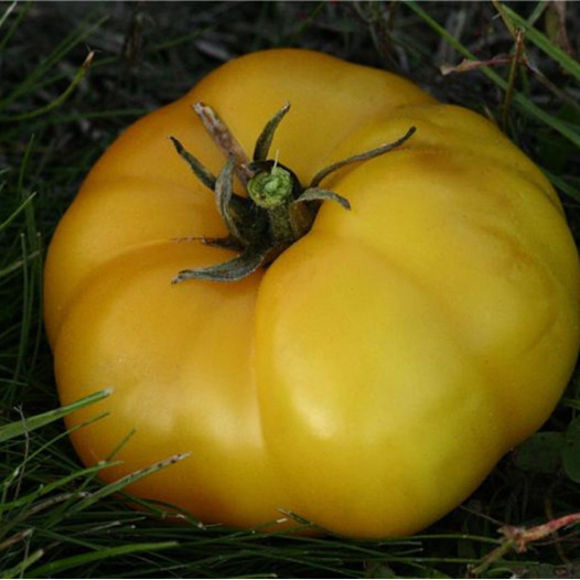 Tomate Jaune Saint Vincent