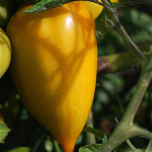 Tomate Poivron Jaune