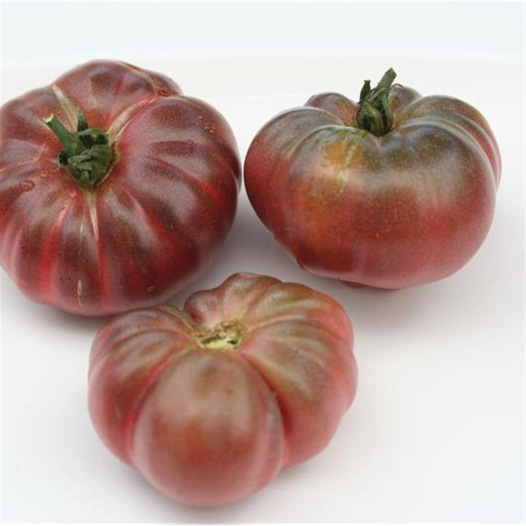 Tomate Purple Calabash