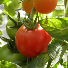 Tomate cœur de bœuf Orange Tomate cœur de bœuf Orange