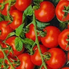 Tomate cerise Zuckertraube bio - Semailles Tomate cerise Zuckertraube bio - Semailles