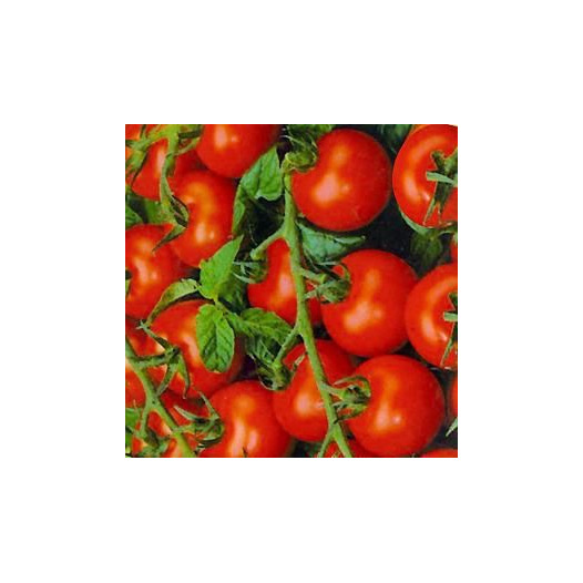 Tomate cerise Zuckertraube