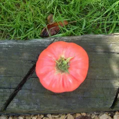 Tomate Gregory Altaï Tomate Gregory Altaï