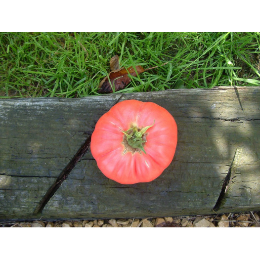 Tomate Gregory Altaï