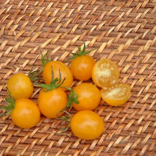 Tomate cerise jaune Cocktail Clémentine - Semailles Tomate cerise jaune Cocktail Clémentine - Semailles