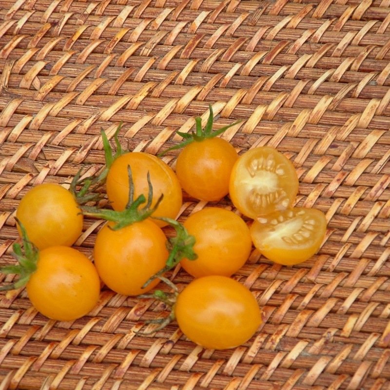 fruits et graines de tomates cerises jaunes le lait tomate jaune environ 20 particules Les graines de tomates 