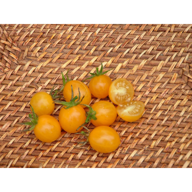 Graines bio de Tomate Jaune Cocktail clementine