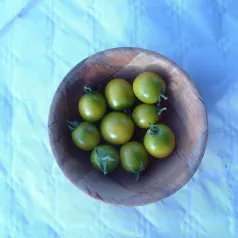 Tomate cerise Raisin Vert Tomate cerise Raisin Vert