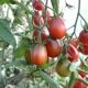 Tomaat Prune noire