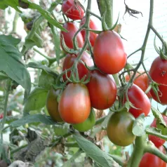 Tomate Prune noire Tomate Prune noire