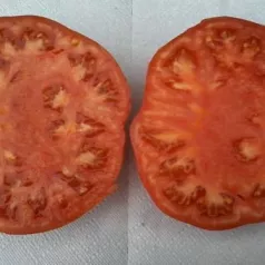 Tomate Suzy Tomate Suzy