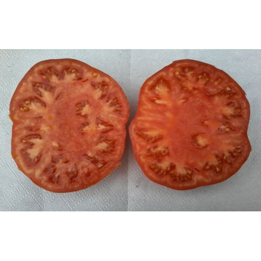 Tomate Suzy