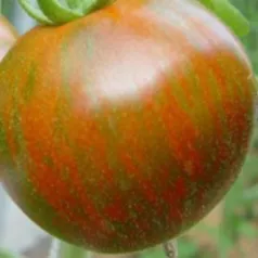 Tomate Black Zebra Tomate Black Zebra