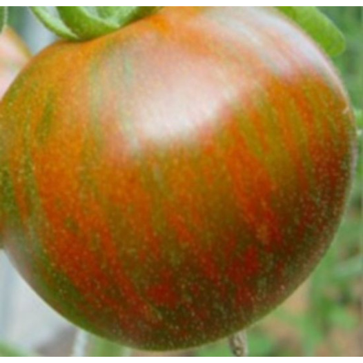 Tomate Black Zebra