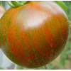 Tomate Black Zebra