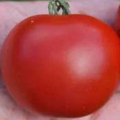 Tomate Matina Tomate Matina