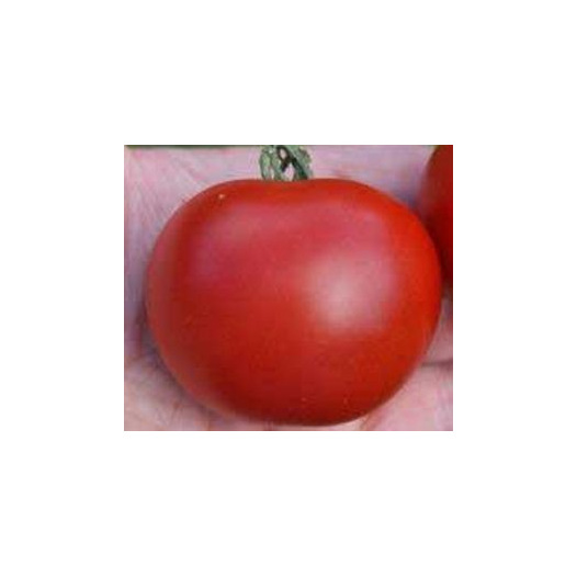 Tomate Matina