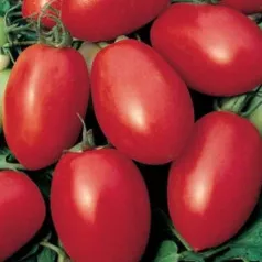 Tomate Olivette Rose Tomate Olivette Rose