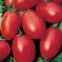 Tomate Olivette Rose