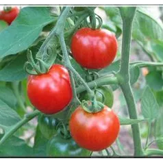 Tomate Stupice Tomate Stupice