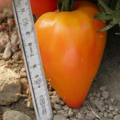 Tomate coeur de boeuf Russian 117 Tomate coeur de boeuf Russian 117