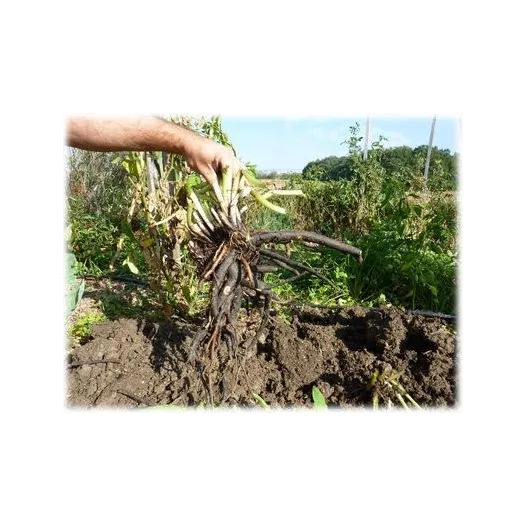 Smeerwortel Bocking 14