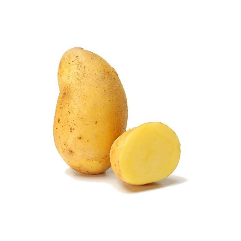 Plants bio Pomme de terre Nicola 1kg Plants bio Pomme de terre Nicola 1kg