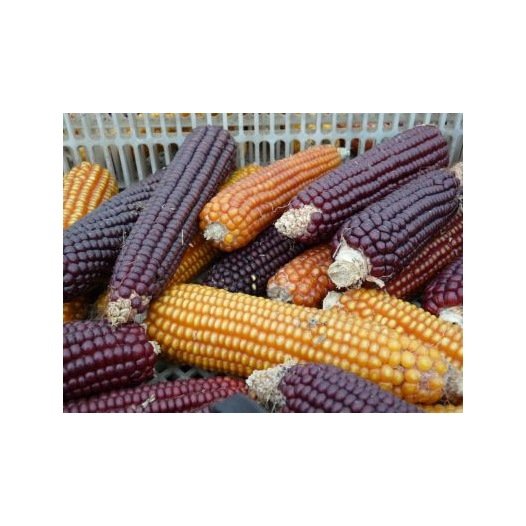 Maïs à grains Astarac