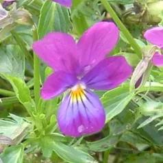 Viooltje Wild Viooltje Wild