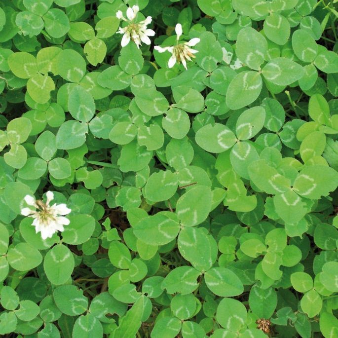 Trèfle Blanc Semences Bio Dengrais Vert Semailles 