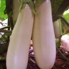 Aubergine blanche Longue de Dourga Aubergine blanche Longue de Dourga