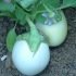 Aubergine blanche ronde à œufs