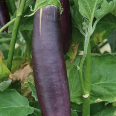 Aubergine lang paars uit Barbentane Aubergine lang paars uit Barbentane