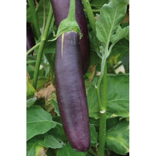 Aubergine longue violette de Barbentane