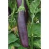 Aubergine lang paars uit Barbentane
