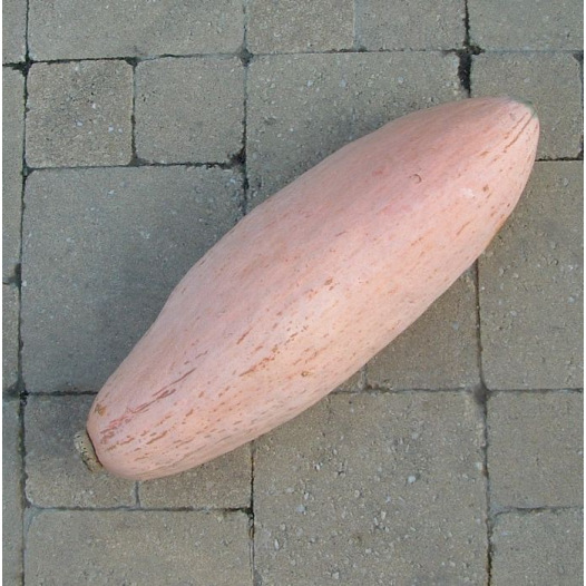 Potiron Pink Jumbo Banana