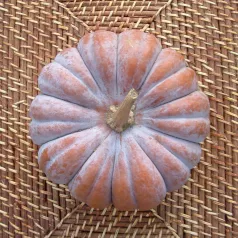 Courge musquée Futsu Black Courge musquée Futsu Black
