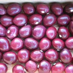 Stokdroogboon Coco rose van de Maas Stokdroogboon Coco rose van de Maas