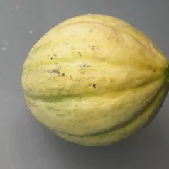 Melon Vieille France Melon Vieille France