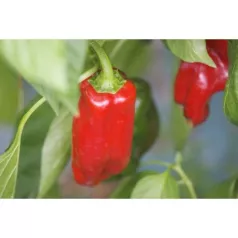 Poivron  Rosso Poivron  Rosso