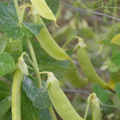 Pois à rames mangetout à Cosses jaunes Saint Désirat Pois à rames mangetout à Cosses jaunes Saint Désirat